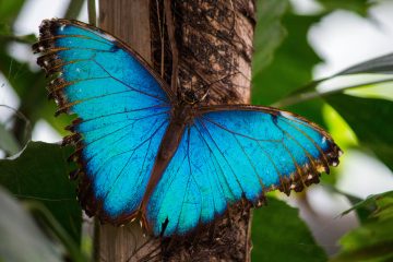 Ein blauer Morphofalter im Schmetterlings Garten.