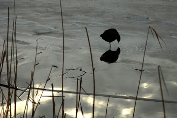 Hamburg, Stadtpark, 2018. Ein Blässhuhn sucht Futter in dem langsam auftauenden Stadtparksee.