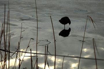 Hamburg, Stadtpark, 2018. Ein Blässhuhn sucht Futter in dem langsam auftauenden Stadtparksee.