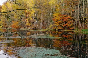 Kleiner See im Sachsenwald.