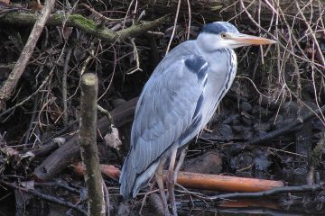 Reiher am Alsterufer.