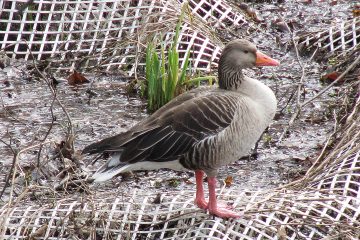 Eine Ente an Land auf einem Bodengitter.