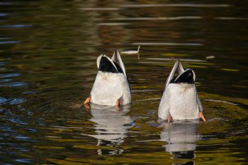 Zwei Enten die nach Futter im Wasser suchen.