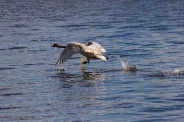 Ein Schwan der auf dem Wasser zum Fliegen ansetzt.