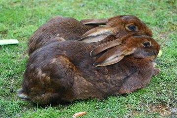 Zwei Kaninchen ruhen sich nebeneinander aus.