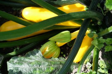 Gelbe Zucchini in verschiedenen Wachstumsphasen.