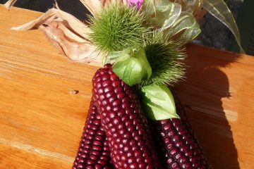 Roter Mais beim Erntefest Scharnbek.