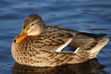 Eine Stockente auf dem blauen Wasser.