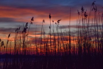 Da sind sie nun, die Puschels. Für den Fotografen sich schnell ins rechte Licht rückend, strecken sie sich in den Abendhimmel.