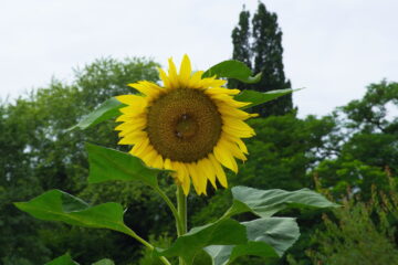 Harald Jablonsky- Arboretum Ellerhoop 03.08.2021 - Sonnenblume