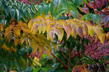 Bodo Jarren - Stadtpark 05.10.2021 - Der Herbst ruft