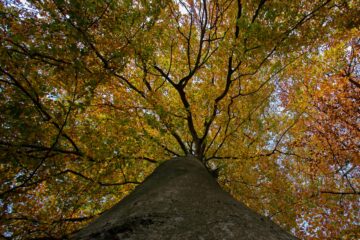 Hans Stötera - Ohlsdorfer Friedhof Regen 07.11.2021 - Blick nach oben