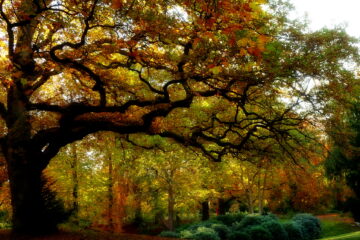 Neydhart Gierling - Ohlsdorfer Friedhof Regen 07.11.2021 - Ohlsdorfer IndianSummer