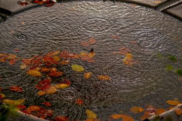 Brigitte - Ohlsdorfer Friedhof Regen 07.11.2021 - Regenbrunnen