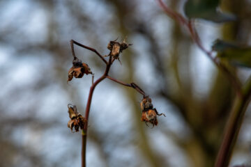 Hans Stötera - Planten un Bloomen mit Glaskugel 12.02.2021 - Alien mit drei Armen