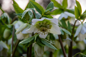 Hans Stötera - Planten un Bloomen mit Glaskugel 12.02.2021 - Christrose