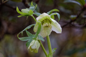 Bodo Jarren - Planten un Bloomen mit Glaskugel 12.02.2021 - Columbine