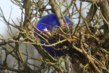 Patricia Pikul - Planten un Bloomen mit Glaskugel 12.02.2021 - Ein blaues Ei im Nest