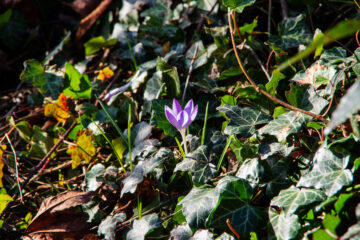 Hans Stötera - Planten un Bloomen mit Glaskugel 12.02.2021 - Erster Frühlingsbote