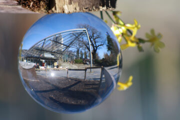 Patricia Pikul - Planten un Bloomen mit Glaskugel 12.02.2021 - Hoffentlich fallen sie alle nicht runter!