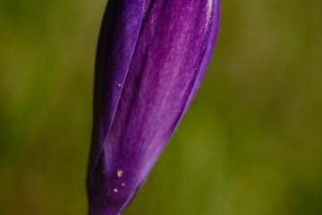 Romana Thurz - Planten un Bloomen mit Glaskugel 12.02.2021 - Krokus