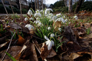 Bodo Jarren - Planten un Bloomen mit Glaskugel 12.02.2021 - Schneeglöckchen Weitwinklig