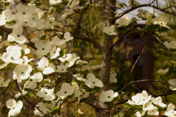 Kirsten - 1. Dienstag Wilhelmsburger Inselpark 03.05.2022 - Schleier