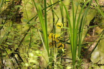 Kirsten - Alsterwanderweg 26.05.2022 - Blüten-Spiegel