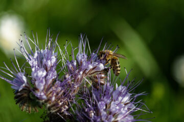Bodo Jarren - Wittmoor 11.06.2022 - Biene bei der Arbeit