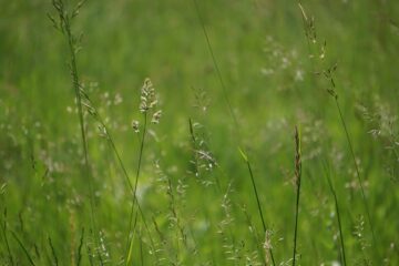 Christiane Leithäuser - Wittmoor 11.06.2022 - Ein scharfer Halm