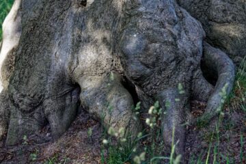 Bodo Jarren - Wittmoor 11.06.2022 - Elefantenbaum