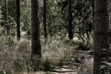 Brigitte - Wittmoor 11.06.2022 - Geh mal