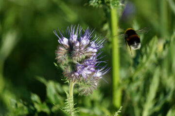 Bodo Jarren - Wittmoor 11.06.2022 - Hummelflug