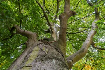 Peter Paul Vollmers - 1. Dienstag Altona Övelgönne 04.10.2022 - Mein Freund der Baum