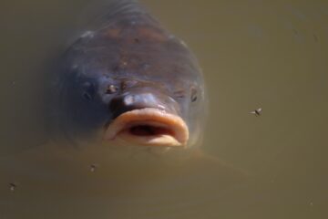 Bodo Jarren - Challenge 78: 15.05 - 28.05.2023 - Fisch mit Insekt