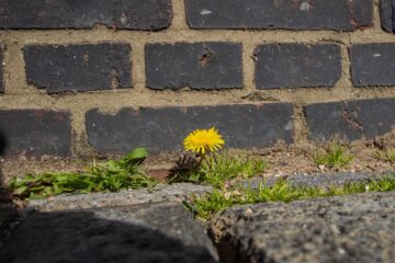 Hans Stötera - Challenge 73: 06.03 - 19.03.2023 - Mauerblümchen