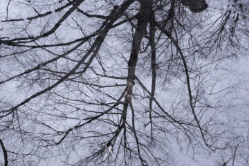 Sabine Poppe - Uhlenhorst 07.03.2023 - Spiegelbild eines Baumes in Pfütze blau gefärbt