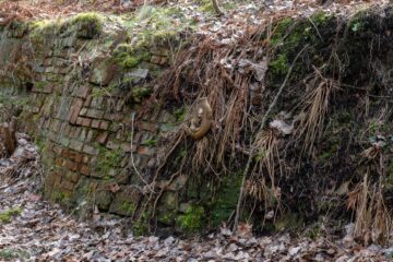 Edeltraud - Challenge 73: 06.03 - 19.03.2023 - Zuwachsene Mauer im Wald