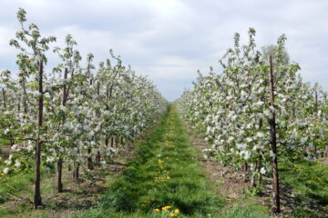 Konni - Challenge 75: 04.04 - 16.04.2023 - Apfelblüte