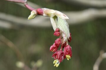 Susanne O - Planten un Blomen 26.03.2023 - Blütenkraft