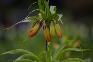 Bodo Jarren - Planten un Blomen 26.03.2023 - Der Frühling kommt