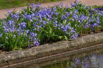 Leif - Planten un Blomen 26.03.2023 - Flussblumen