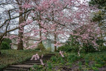 Edeltraud - Planten un Blomen 26.03.2023 - Kirschbaum