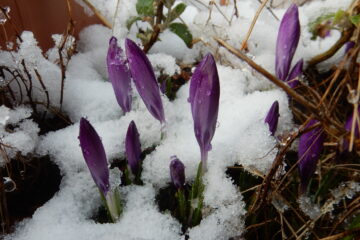 Konni - Challenge 75: 04.04 - 16.04.2023 - Krokusse im letzten Schnee