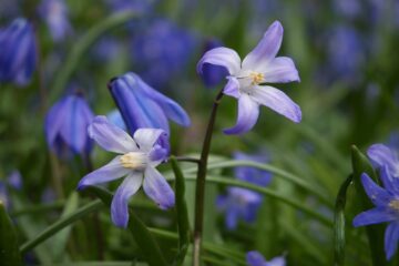 Susanne O - Planten un Blomen 26.03.2023 - Lila Frühlingsblüher