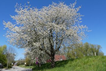 Peter Weise - Challenge 75: 04.04 - 16.04.2023 - Moorburger Deich