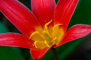 Peter-Paul Vollmers - Rotenburgsort 04.04.2023 - Tulpe