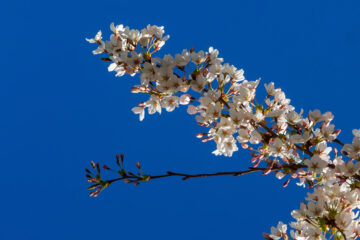 Monika Vollmers- Challenge 75: 04.04 - 16.04.2023 - Weiße Blüten