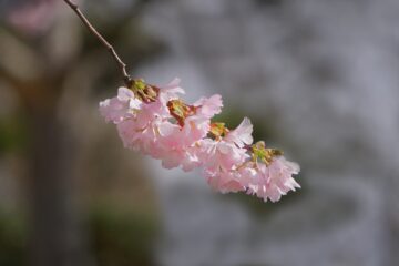 Leif - Planten un Blomen 26.03.2023 - lonlypink