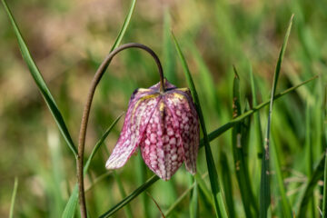 Edeltraud - Challenge 75: 04.04 - 16.04.2023 - Schachbrettblume